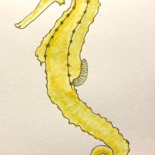 Drawing A Seahorse